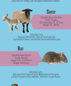 list of Intelligent Animals Archives - Infographics by 