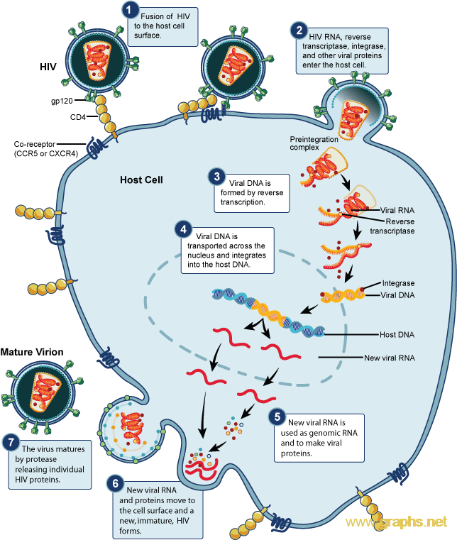 hiv replication cycle.diagram