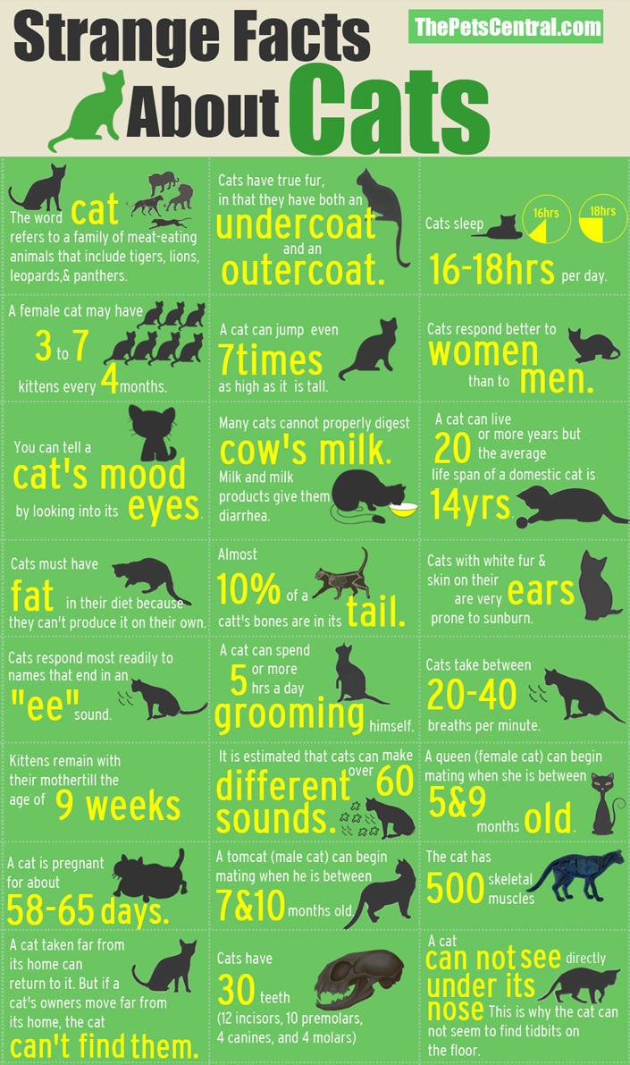 Strange cat facts