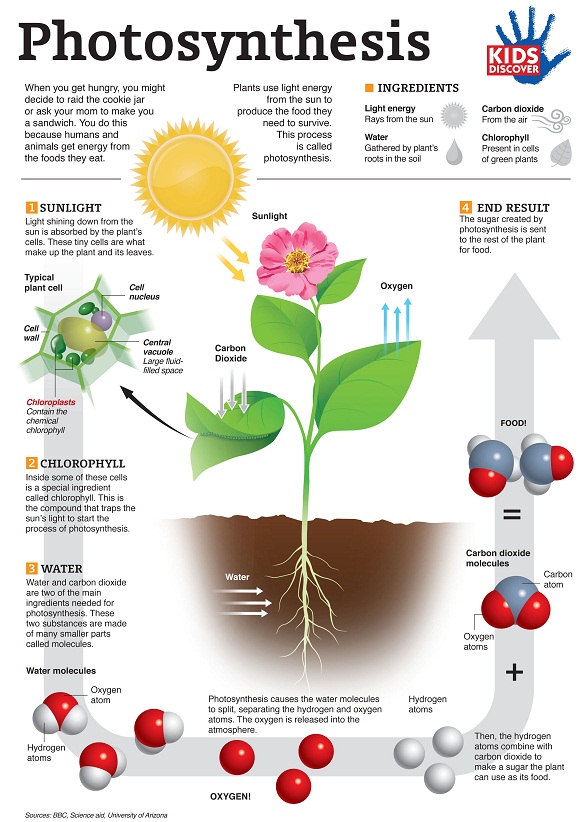 Understanding Photosynthesis