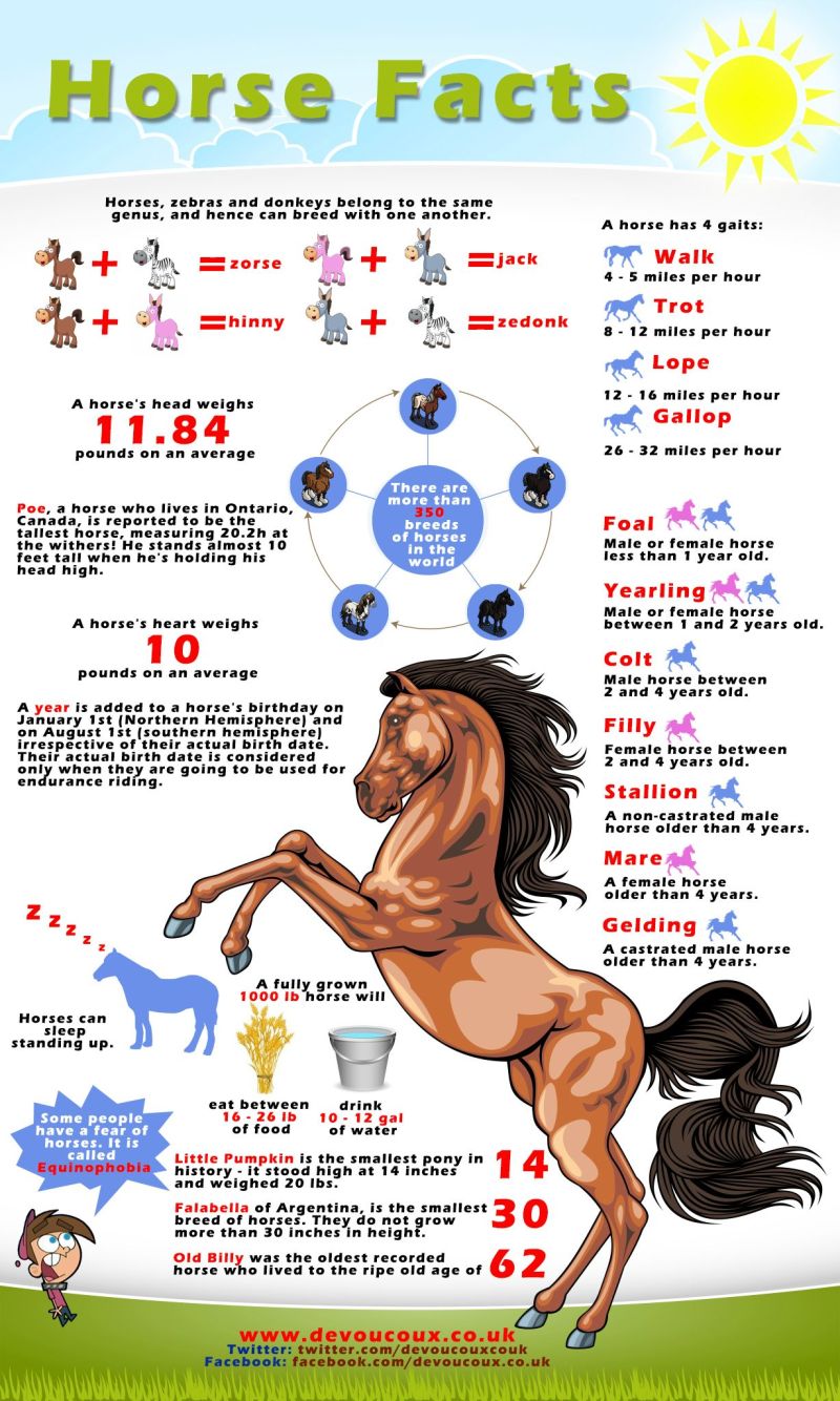Interesting Facts about Horses