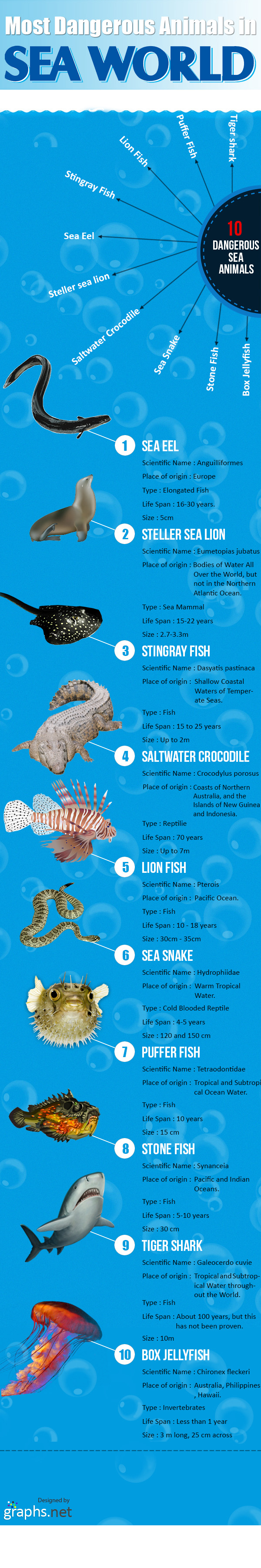 most dangerous sea animals - Infographics 