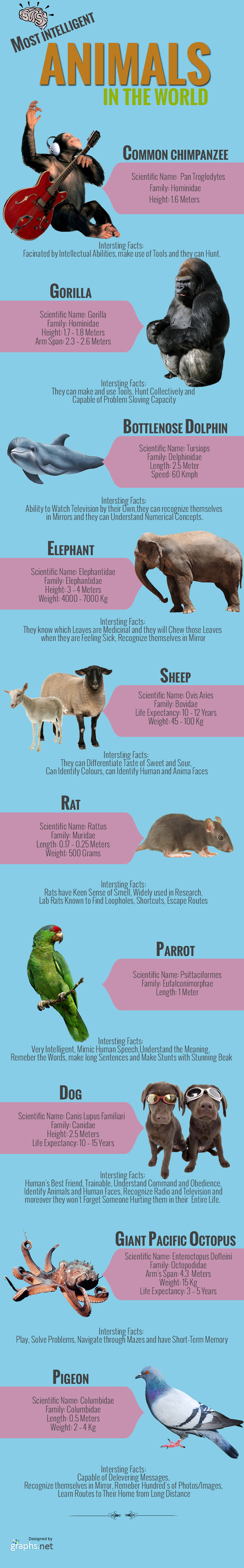 Most Intelligent Animals in the World - Infographic - Infographics by  