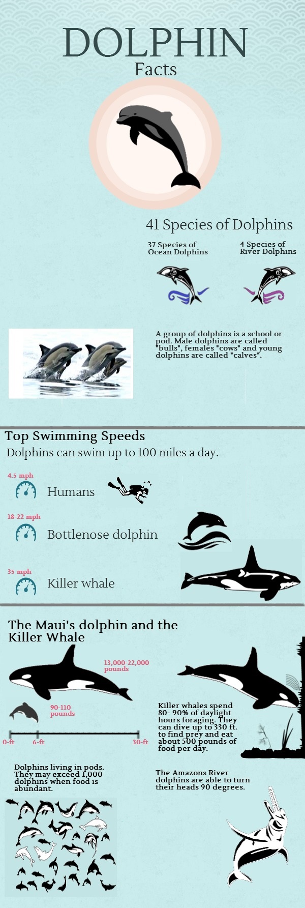 dolphin-facts_5249a9adea1ba