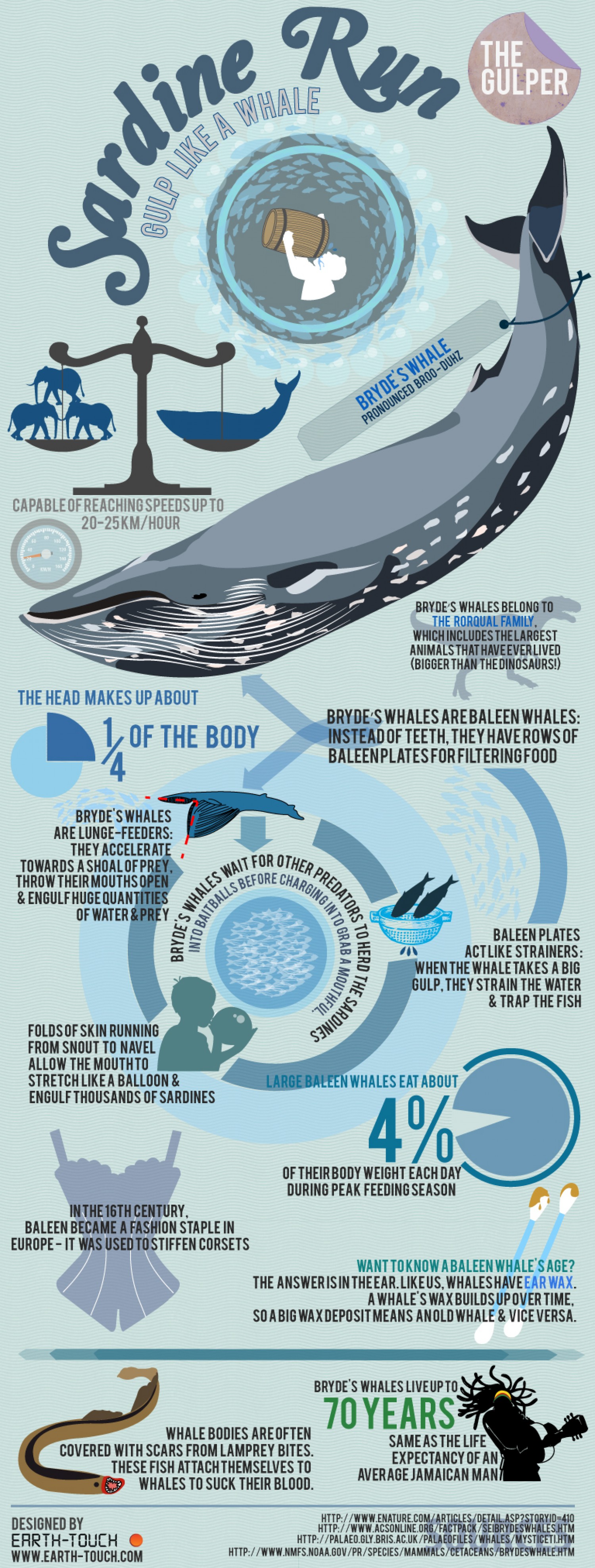 sardine-run-infographics-a-whale-tale--earthtouch-blog_50290fd47bbf5_w1500