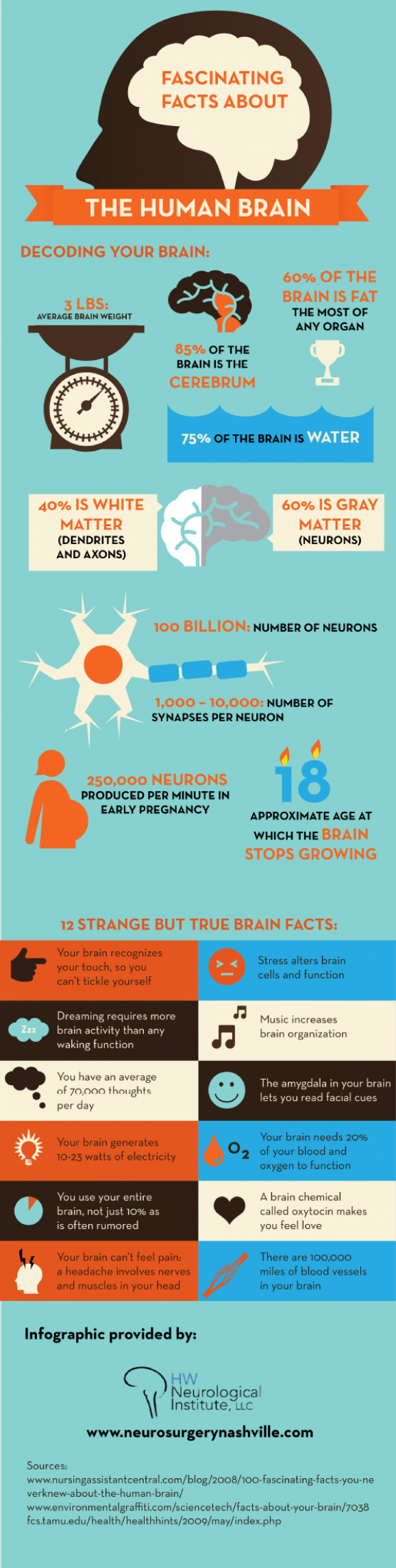 Facts about human brain
