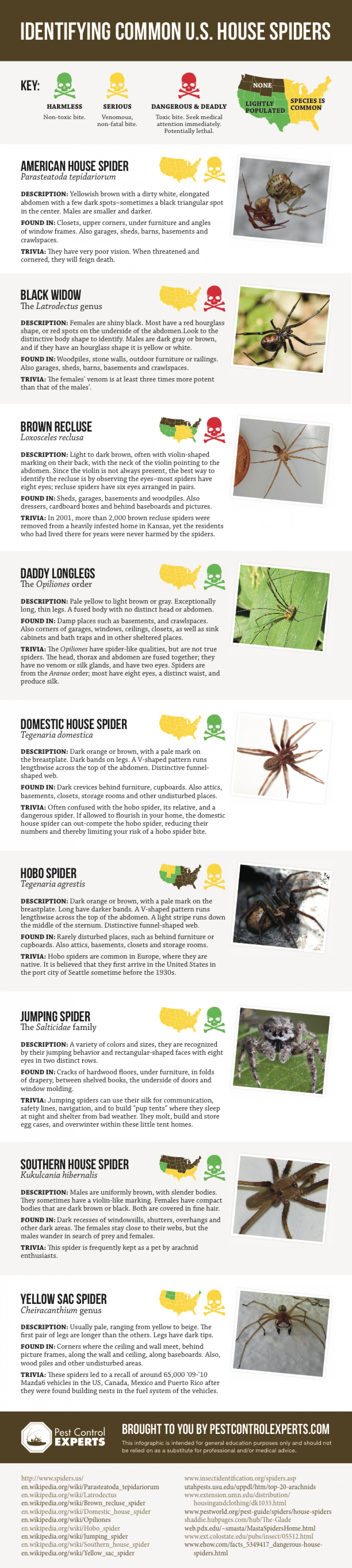 Harmless and Harmfull spiders infographic