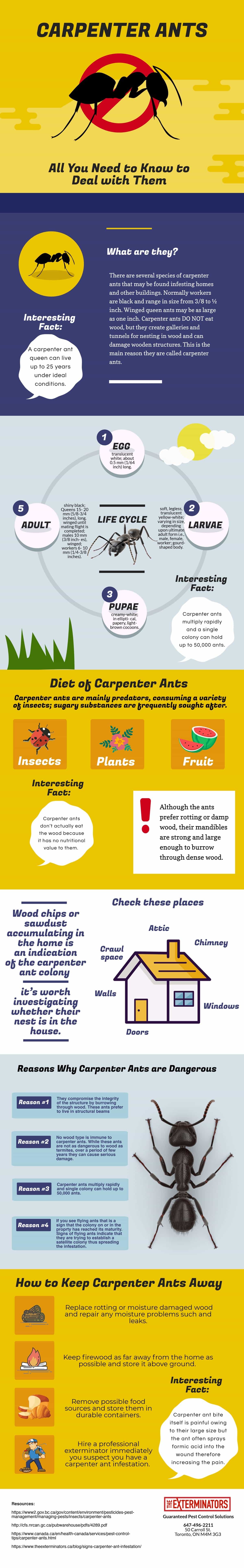 All About Carpenter Ants Infographic