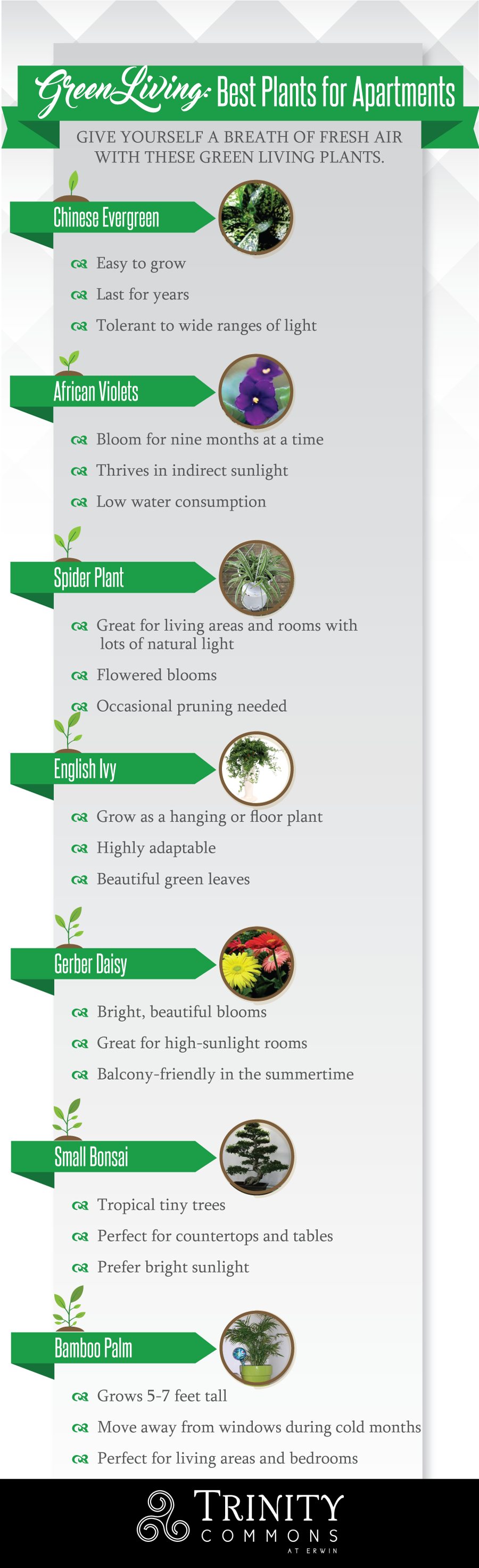 Best Plants for Apartments Infographic 