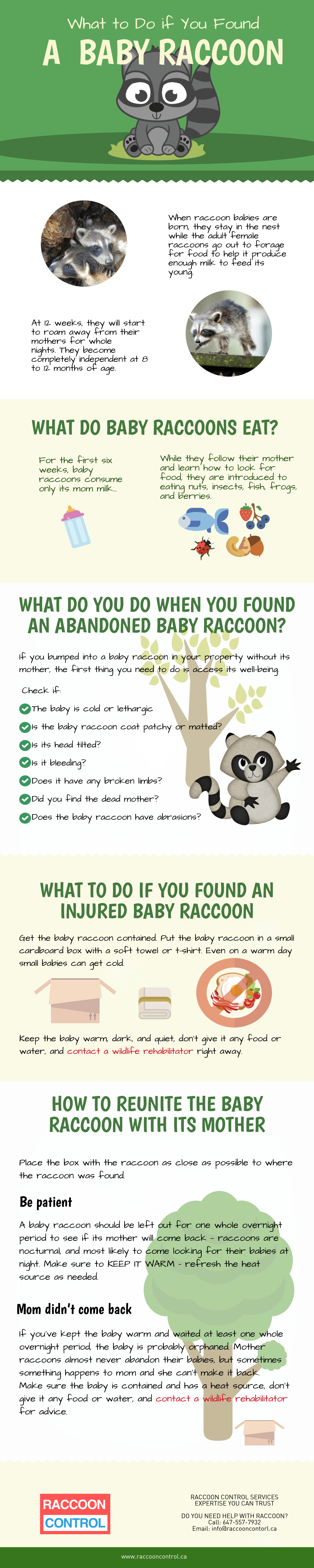 what to do if you found a baby raccoon infographic