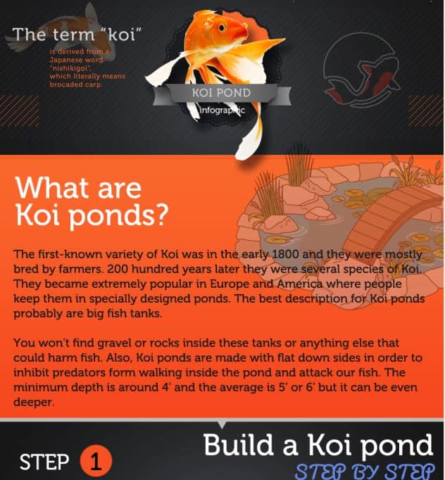Koi pond informations infographic
