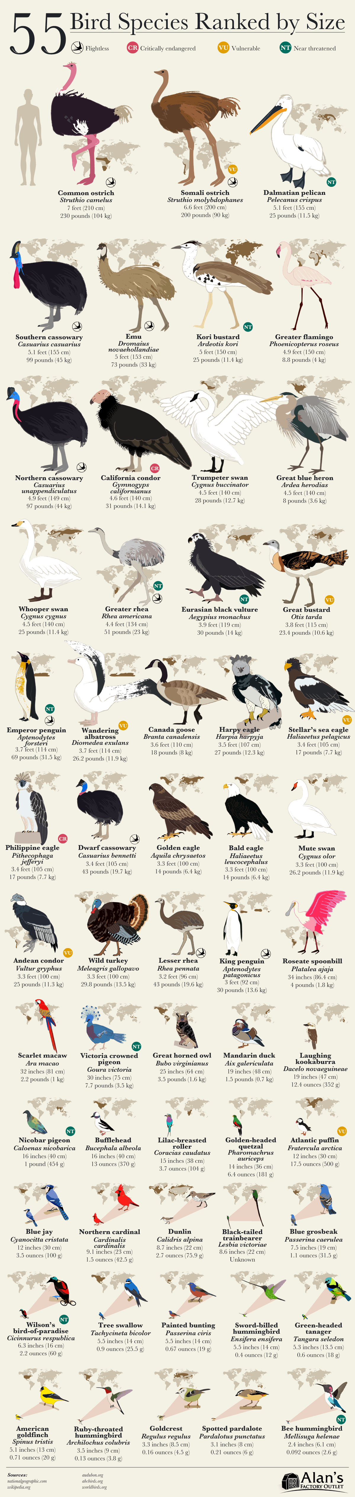 This Incredible Bird Chart Ranks Birds by Size