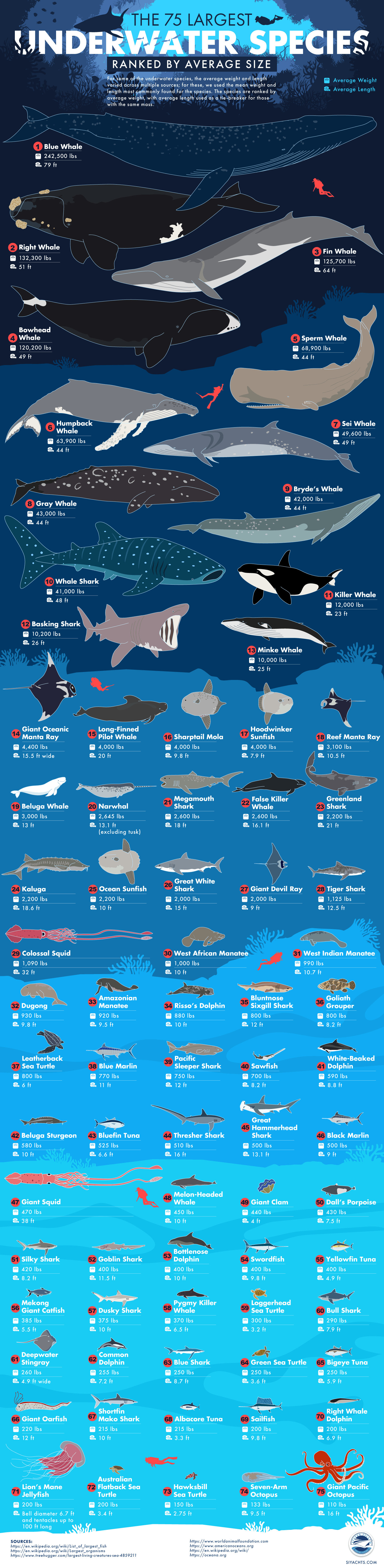 The 75 Largest Underwater Species in the World, Ranked by Weight